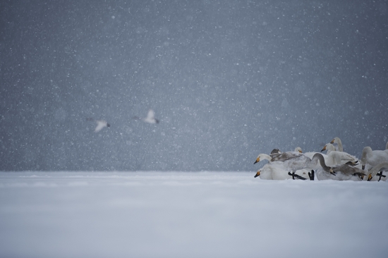 Snow Dream